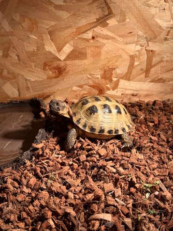 Landschildpad 2001 beschikbaar voor biedingen