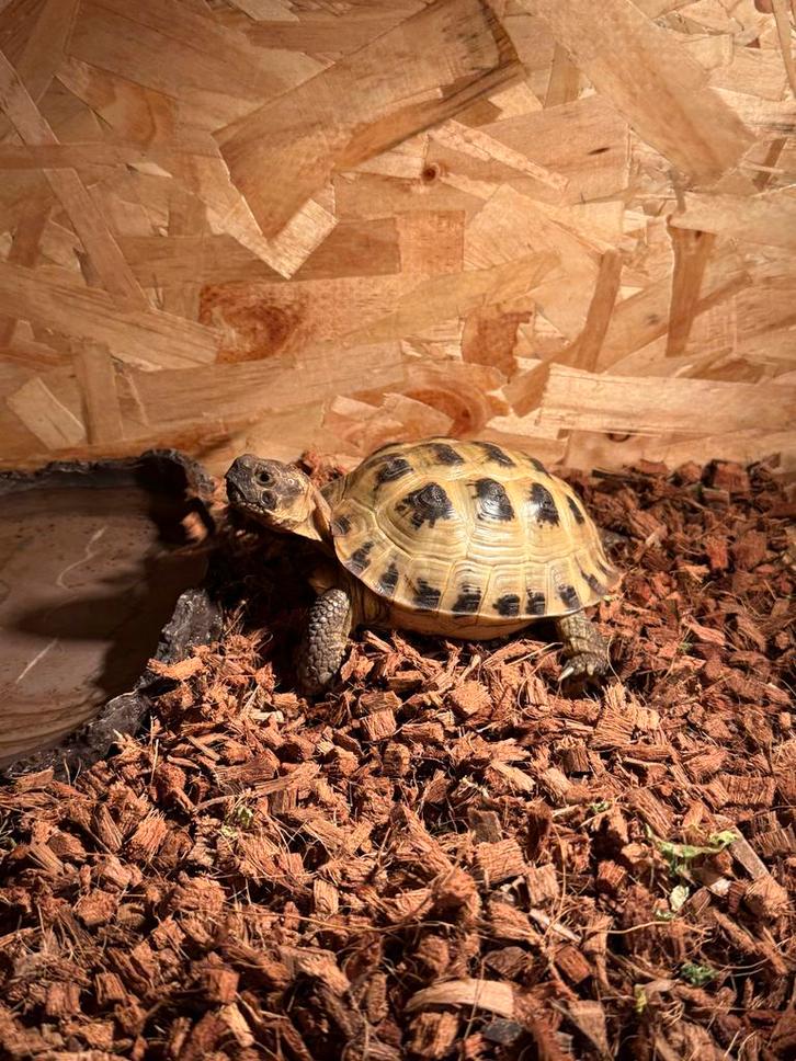 Landschildpad 2001, Dieren en Toebehoren, Reptielen en Amfibieën, Hagedis, 0 tot 2 jaar