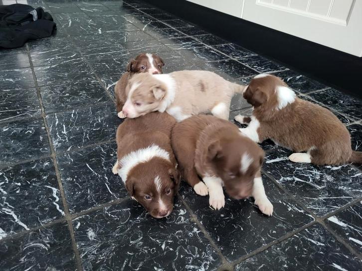 Border collie pup, Dieren en Toebehoren, Honden | Herdershonden en Veedrijvers, Meerdere dieren, Collie, Particulier, Meerdere