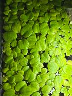 Drijfplanten, Ophalen of Verzenden, Zo goed als nieuw, Plant(en), Steen of Hout