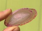 Agaat Agaatschijf mineralen, Verzamelen, Mineralen en Fossielen, Ophalen of Verzenden, Mineraal