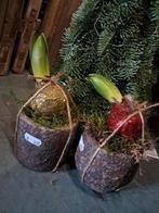 Hyacint in potje €6,50 p.s. ️, Ophalen of Verzenden, Overige soorten