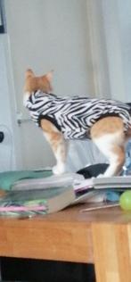Kattenshirt (romper) maat xxs, Ophalen, Zo goed als nieuw
