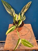 Monstera Standleyana Variegata p12 (4)