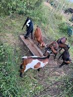 Dekbokken te huur/te koop, Dieren en Toebehoren, Schapen, Geiten en Varkens, Geit