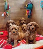 MINI Australian labradoodle pups, Dieren en Toebehoren, Honden | Retrievers, Spaniëls en Waterhonden, Nederland, Overige rassen