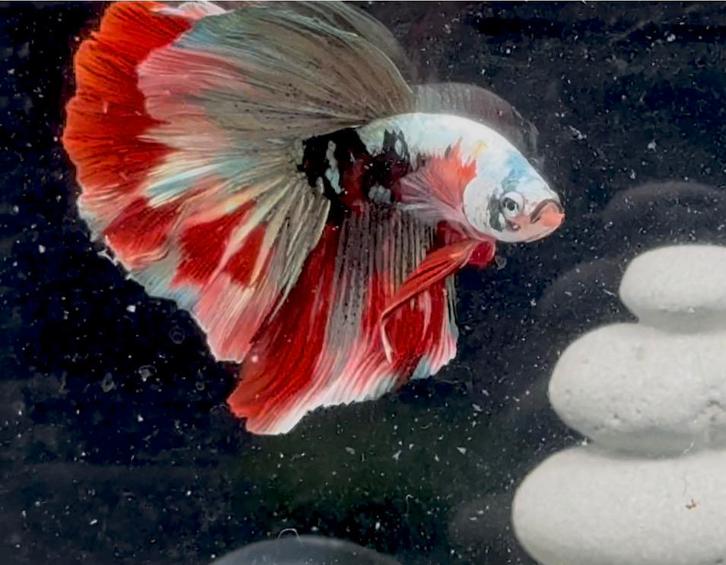 Betta Halfmoon Red Koi Copper, Dieren en Toebehoren, Vissen | Aquariumvissen, Vis