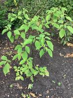 Cornus controversa, Tuin en Terras, Planten | Bomen, Ophalen, Volle zon, Overige soorten