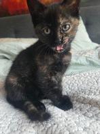 Mooi katje, Dieren en Toebehoren, Poes