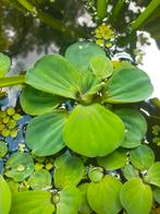 Watersla - Pistia stratiotes Ruilen, Ruilen!, Dieren en Toebehoren, Ophalen, Nieuw, Plant(en), Steen of Hout