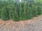 Taxus, Tuin en Terras, Ophalen, Taxus, Haag, 100 tot 250 cm