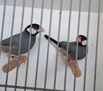 Koppel rijstvogels, Dieren en Toebehoren, Vogels | Overige Vogels, Meerdere dieren, Geringd