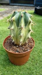 FEROCACTUS VARIEGATA MOOIE PLANT, Ophalen of Verzenden, Overige soorten, In pot, Minder dan 100 cm