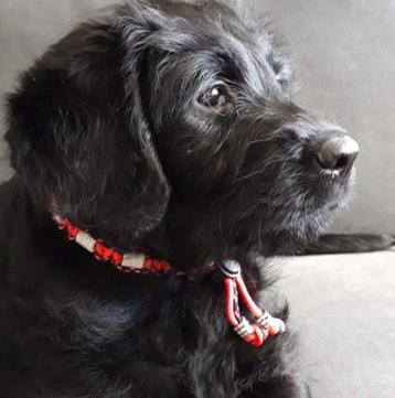 Honden Anti Vlooien- & Tekenband EM-X Kralen beschikbaar voor biedingen