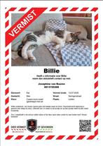 Billie kwijt in Leiden, omgeving tuinstadswijk, Dieren en Toebehoren, Vermiste en Gevonden Dieren