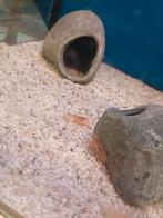 Cpo kreeft, Meerdere dieren