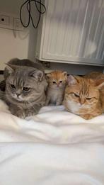 Britse korthaar kitten golden schaded, Kater