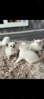 Britse korthaar x Siamese kittens