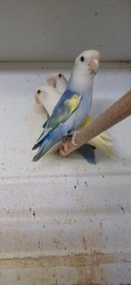 Verschillende vogels, Dieren en Toebehoren, Vogels | Parkieten en Papegaaien, Meerdere dieren, Parkiet