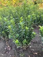 Euonymus green spire ( buxusvervanger), Ophalen