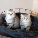 Britse Korthaar kittens (katertjes), Dieren en Toebehoren, Katten en Kittens | Raskatten | Korthaar, 0 tot 2 jaar, Kater, Ontwormd