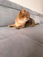 DEKKATER britsekorthaar, Dieren en Toebehoren, Katten en Kittens | Raskatten | Korthaar, Kater