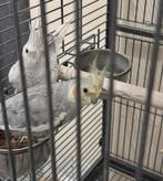 Koppel valkparkieten, Dieren en Toebehoren, Meerdere dieren, Parkiet