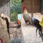 Onagadori, Meerdere dieren, Kip