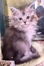 Kater Maincoon mag verhuizen, Dieren en Toebehoren, Katten en Kittens | Raskatten | Langhaar, Kater, Gechipt, 0 tot 2 jaar