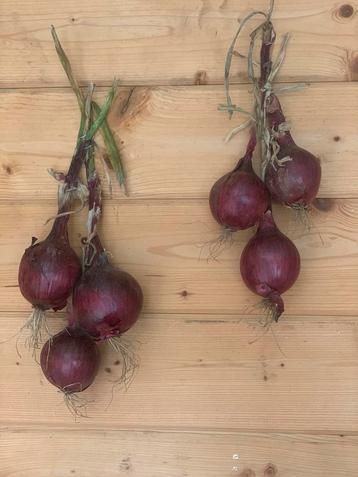 Rode ui te koop beschikbaar voor biedingen