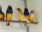 Gouldamadines - erythrura gouldiae, Meerdere dieren, Tropenvogel, Geringd