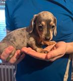 Schattige dwerg teckel pups mogen verhuizen, Dieren en Toebehoren, Parvo, 8 tot 15 weken, Korthaar, Dwerg