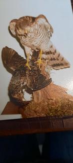 Buizerd en valk, Mannelijk