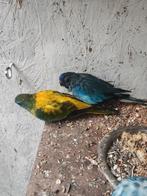 Kromsnavels 14 stuks, Dieren en Toebehoren, Vogels | Parkieten en Papegaaien, Mannelijk, Parkiet