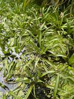 Krabbescheer / krabbenscheer, Ophalen, Zomer, Vijverplanten, Halfschaduw