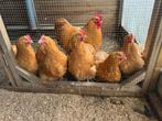 Orpington buff groot broedeieren, Dieren en Toebehoren, Pluimvee, Vrouwelijk, Kip