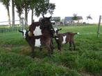 te koop, makke zwartbonte geit met 2 jonge geitjes, Dieren en Toebehoren, Schapen, Geiten en Varkens, Vrouwelijk, Geit