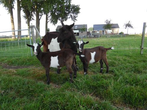 te koop, makke zwartbonte geit met 2 jonge geitjes, Dieren en Toebehoren, Schapen, Geiten en Varkens, Geit, Vrouwelijk
