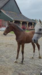 Te koop: Mooi elegant hengstveulen, Dieren en Toebehoren, Paarden, Springpaard, Gechipt, 0 tot 2 jaar, Hengst