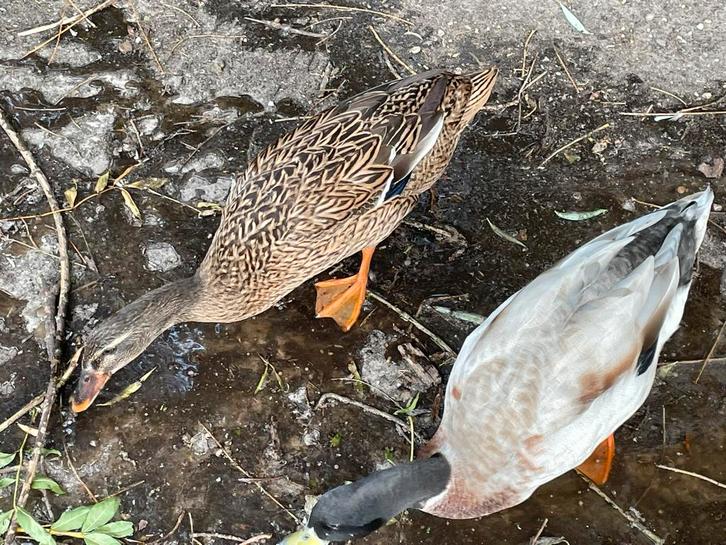 Loopeend (vrouw) Wildkleur, Dieren en Toebehoren, Pluimvee, Eend, Vrouwelijk