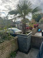 Palmboom in pot - 170cm, Tuin en Terras, Volle zon, Vaste plant, Bloeit niet, Ophalen