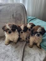 Boomer pups, Rabiës (hondsdolheid), Overige rassen, 8 tot 15 weken, Meerdere