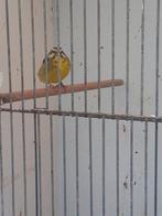 Mozambiquesijs pop, Vrouwelijk, Geringd