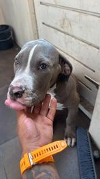 American bulls xxl /xl, Dieren en Toebehoren, Honden | Bulldogs, Pinschers en Molossers, CDV (hondenziekte), 8 tot 15 weken, Eén hond