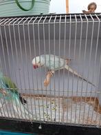 Broedrijpe halsband parkieten, Meerdere dieren, Parkiet