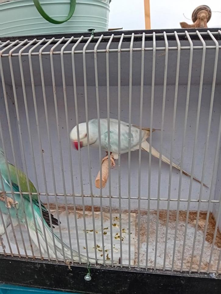 Broedrijpe halsband parkieten, Dieren en Toebehoren, Vogels | Parkieten en Papegaaien, Parkiet, Meerdere dieren