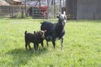 Twee mooien bokjes, Dieren en Toebehoren, Schapen, Geiten en Varkens, Mannelijk, Geit