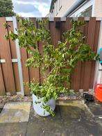 3 planten met pot, Tuin en Terras, Overige soorten, 100 tot 250 cm, Zomer, Ophalen