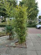 Grote bamboe plant, Tuin en Terras, Planten | Bomen, Ophalen, Bloeit niet, Volle zon, Overige soorten