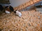Jonge cavias, Dieren en Toebehoren, Cavia, November, Meerdere dieren, Tam
